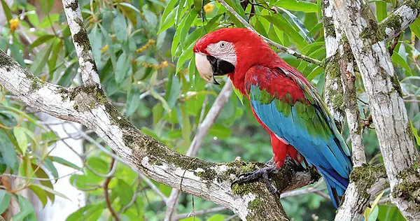 Amazonas - Bild 2