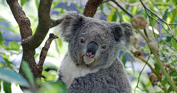 Australien - Bild 2