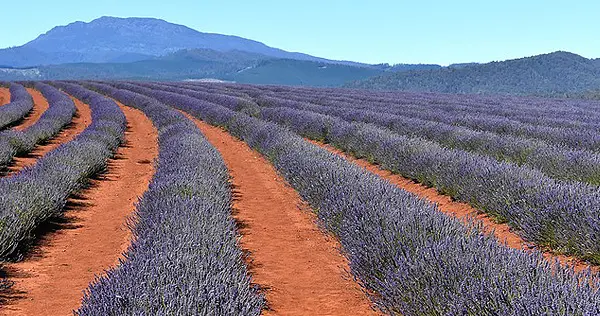 Tasmanien - Bild 2